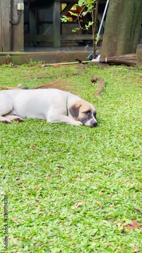 dog resting on the grass with bird and garden sprinkler sound in background, puppy in the garden