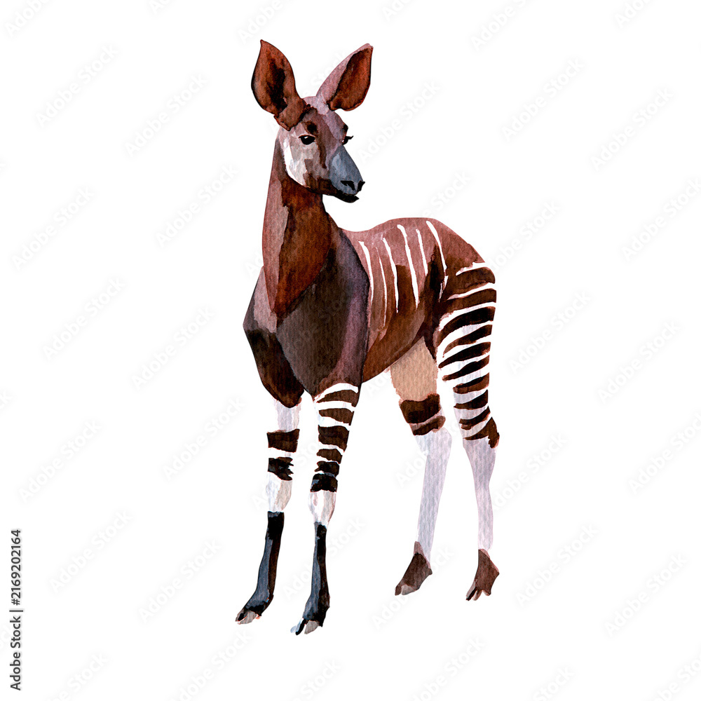 Naklejka premium Artistic illustration of okapi animal