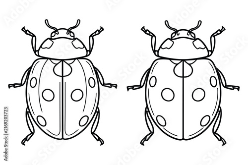 Detailed line art illustration of two ladybugs with spotted wing covers