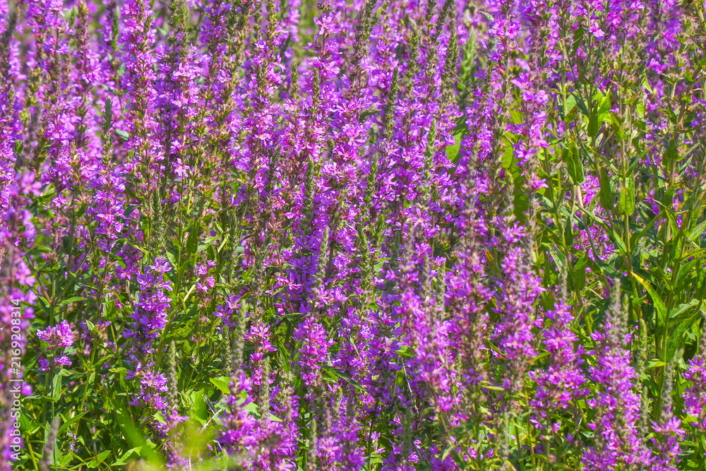 Obraz premium Purple loosestrife flowers blooming in a meadow