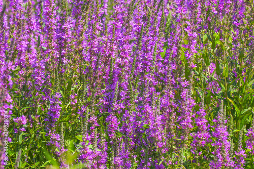 Purple loosestrife flowers blooming in a meadow