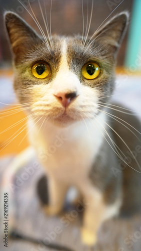 Curious British Shorthair Cat with Gray and White Fur Close-up