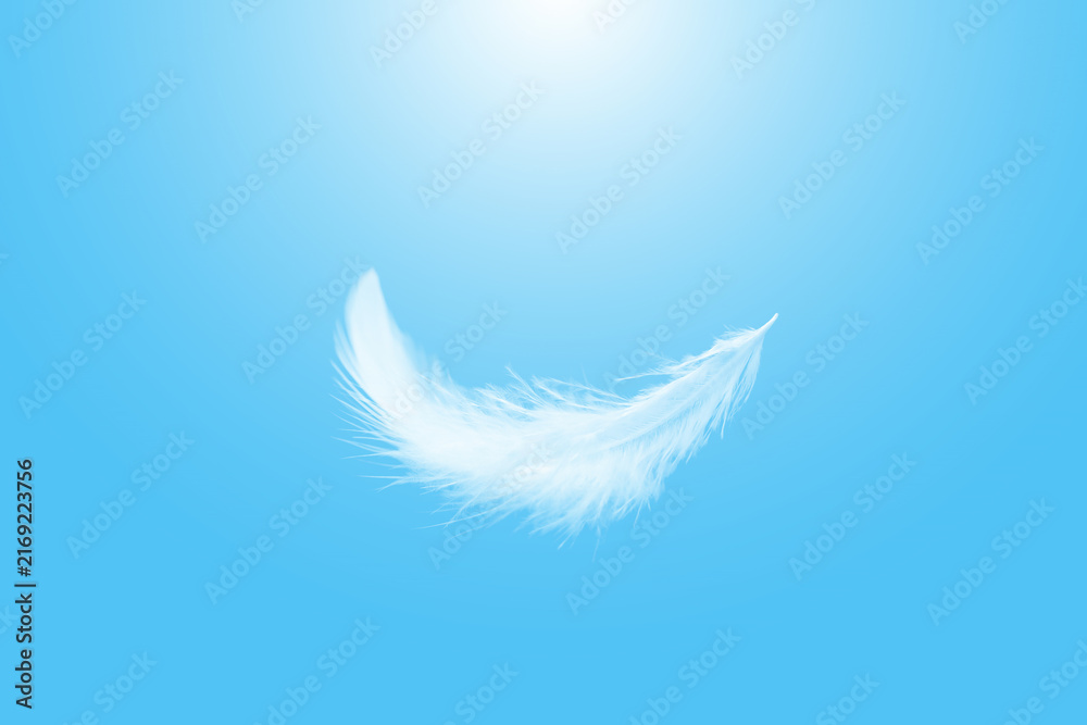 Obraz premium Soft white bird feathers floating on a blue sky. fluffy downy. symbol of freedom and peace. white clouds and blue sky background. feathers flying in heavenly sky. 