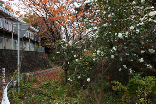 道端のサザンカと紅葉とアパート