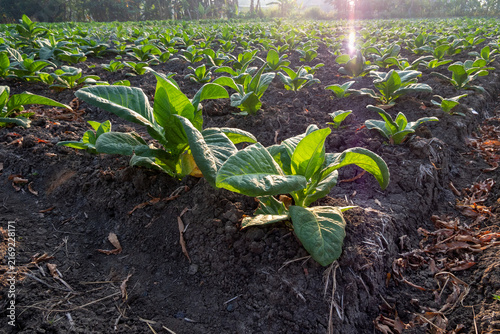 young tobacco plants in the field