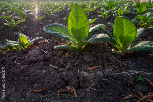 young tobacco plants in the field