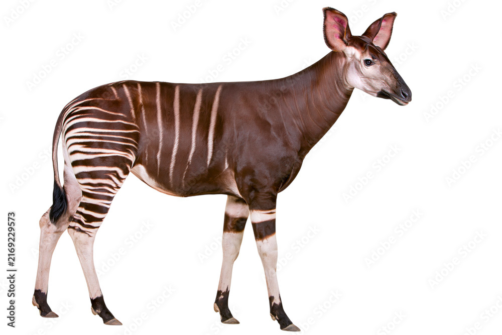 Naklejka premium Side view of a brown and white striped okapi standing animal with long tail against solid background