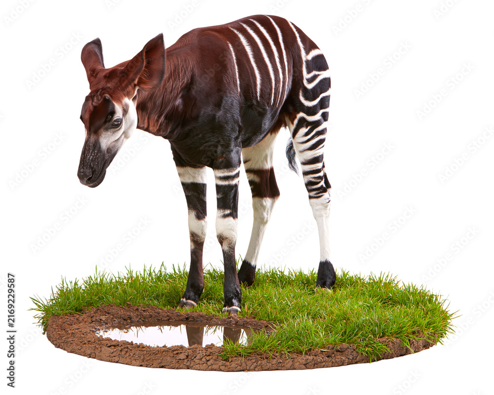 Naklejka premium Okapi Standing Near Puddle