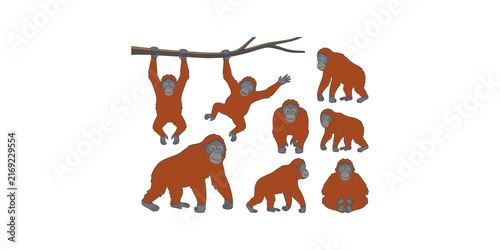 Fotografie Orangutan ape character collection in various poses set on transparent background for wild nature themed animal graphic