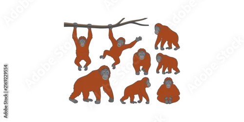 Obraz Orangutan ape character collection in various poses set on transparent background for wild nature themed animal graphic.