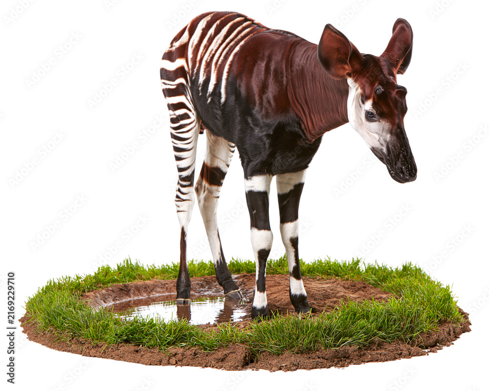 Naklejka premium Okapi animal drinking water grass circle