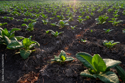 young tobacco plants in the field