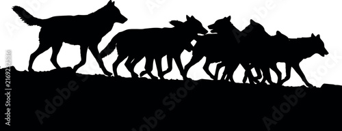 Silhouette pack of wolves running together across open terrain