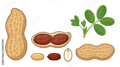 Raw organic peanuts showing detailed shells and green leaves in a clean flat vector design