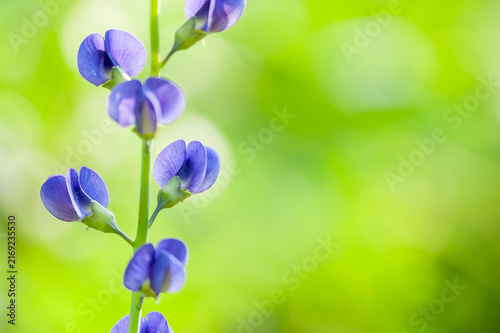 Bild auf Leinwand 一筋に咲くムラサキセンダイハギの花/Close-up of Purple False Indigo Blossoms