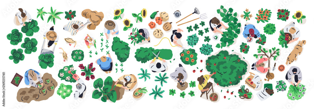 Naklejka premium Farming and gardening, top down view set. People work in vegetable garden, growing tree, watering flowers. Plant care and harvesting from above. Flat vector illustration isolated on white background
