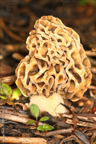 Morel mushroom grows in a prairie of northern Illinois