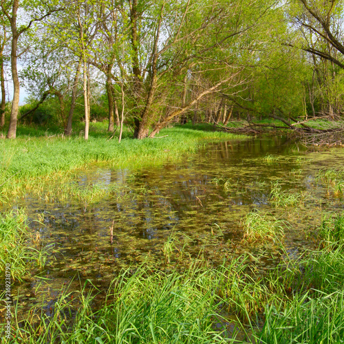 Flooded Wetland in northern Illinois