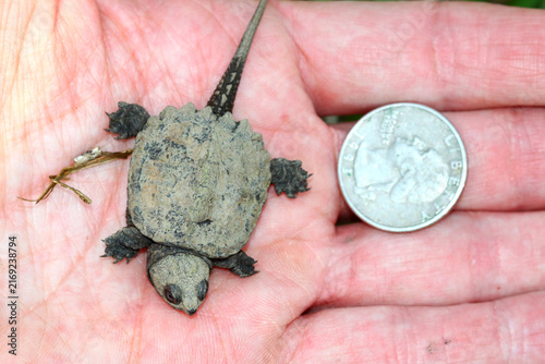 Hatchling Snapping Turtle