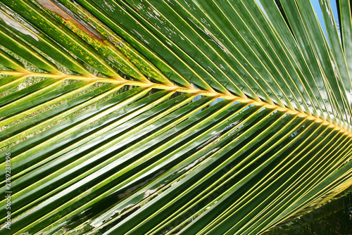 Palm Frond Background