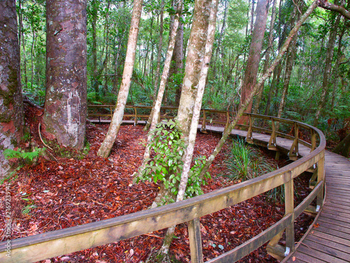 Waipoua Forest of New Zealand