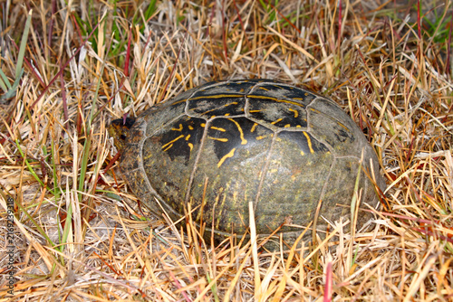 Florida Box Turtle peaks out of its shell