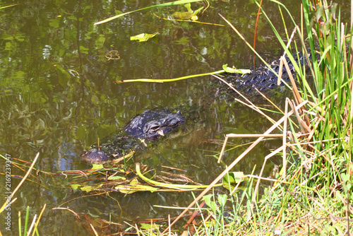 American alligator at Everglades National Park in Florida