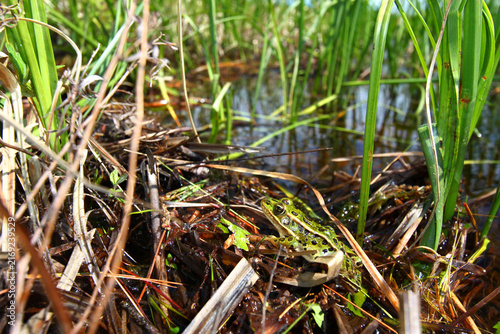 Northern Leopard Frog (Rana pipiens) at a lake in the northwoods of Wisconsin
