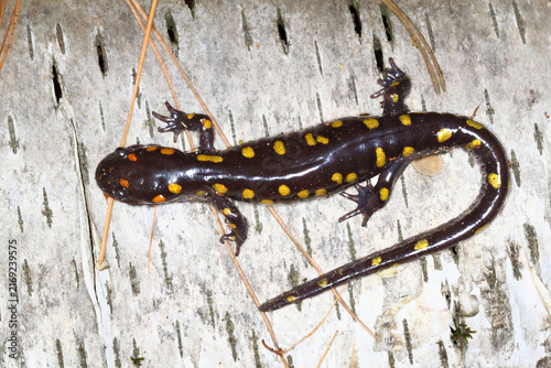 Spotted Salamander (Ambystoma maculatum) sits on birch bark in Wisconsin