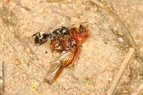 Ant drags a beetle back to the colony