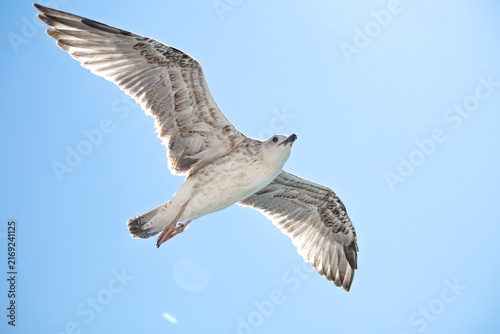 A seagull is flying on Bosphorus Istanbul. A silver seagull flying against a blue sky background. Bird, animal idea concept. Copy space, blank, empty.