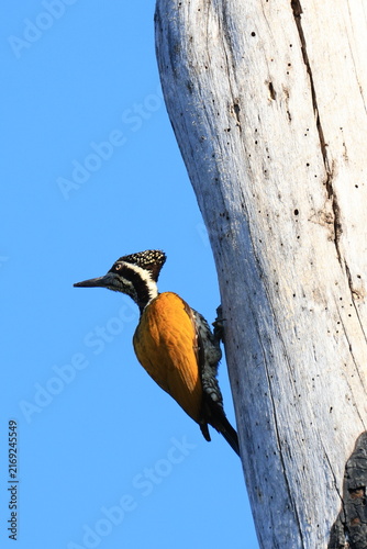 A Greater Flameback (Chrysocolaptes guttacristatus) is feeding its chicks in a tree hollow in the Huai Kha Khaeng Wildlife Sanctuary, Uthai Thani Province, Thailand.
