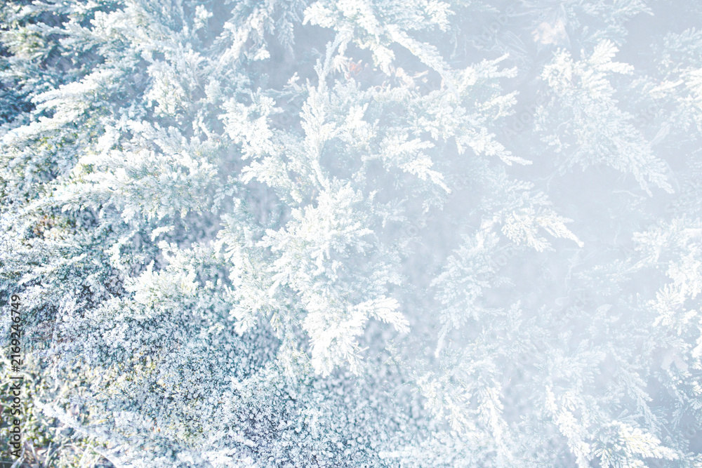 Naklejka premium Closeup of spruce covered with snow