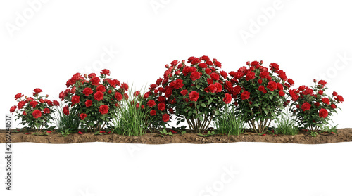 Fileira de arbustos de rosas vermelhas florescendo plantadas em solo fértil com grama verde, isolada em fundo branco para projetos de paisagismo e design.