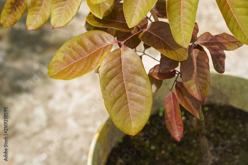 Red-Toned Red Longan Leaves 