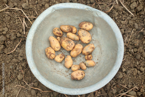 Potatoes affected by common scab skin disease
