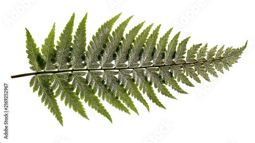 Pressed fern leaf on white background