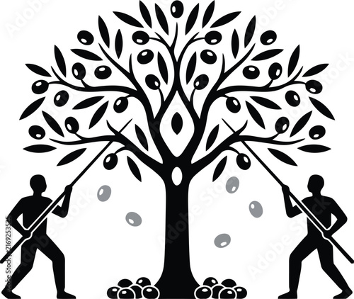 Olive harvest vector illustration shows farmers picking olives from a tree.