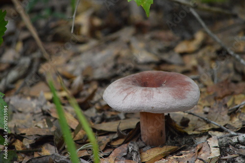 Florida Wildlife Milk Cap Mushroom
