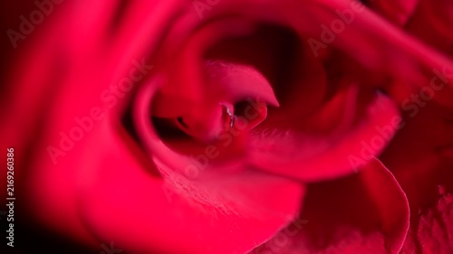 Macro cinematic footage of red rose flower petals emerging from darkness in dynamic lighting.