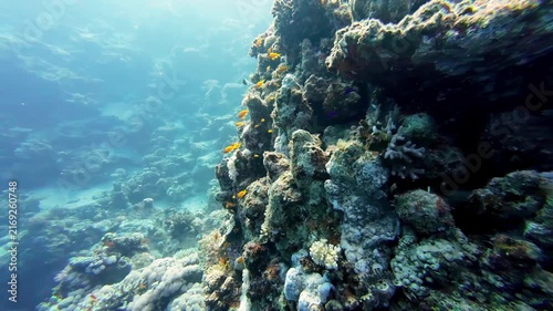 Underwater coral reef teeming with small fish swimming near surface sunlight.