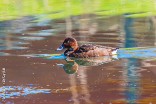 Принти на полотні Birdlife at the Wetlands - Hardhead duck