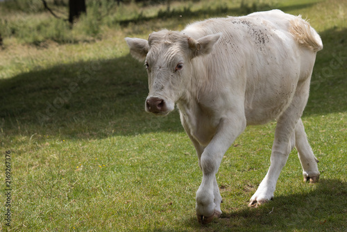 Fotografie A white Charolais cattle, Bos taurus, walks across a sunny green pasture, showing its thick coat and sturdy build