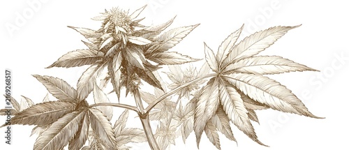 Vintage Botanical Sketch of Flowering Cannabis Plant on White Background
