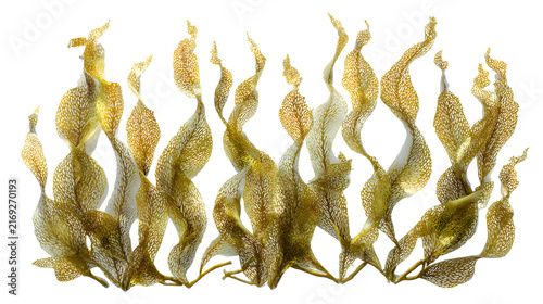 Kelp seaweed on white background