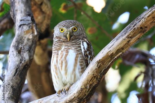 The collared owlet (Taenioptynx brodiei) is a species of owl, natural habitat is submontane and montane forests with open spaces, at Huai Kha Khaeng Wildlife Sanctuary, Uthai Thani Province, Thailand