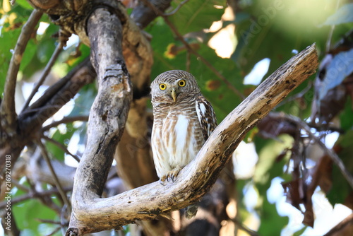 The collared owlet (Taenioptynx brodiei) is a species of owl, natural habitat is submontane and montane forests with open spaces, at Huai Kha Khaeng Wildlife Sanctuary, Uthai Thani Province, Thailand