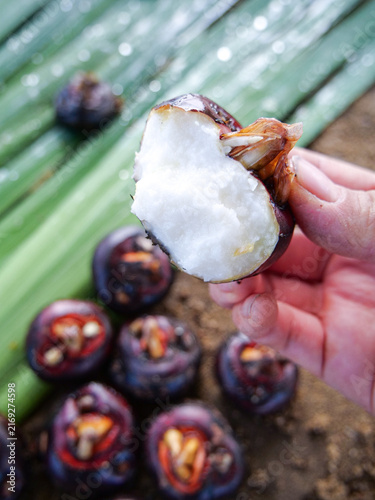 Fresh tropical mangosteen fruit in hand showing white flesh segments on green palm leaves with exotic fruits