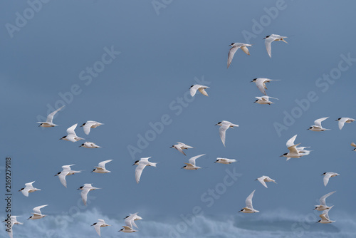 Flock white-fronted tern in flight over beach and surf at Ripiro Beach, Northland New Zealand.