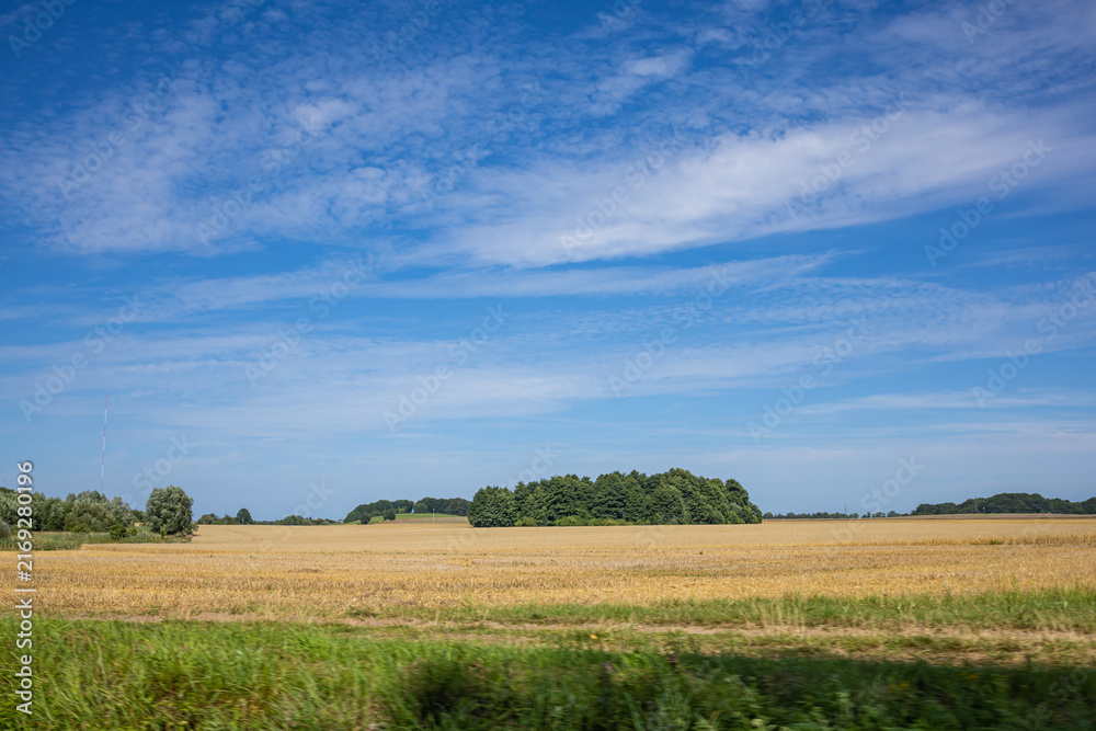 Obraz premium Rural Harvested Wheat Field with Green Vegetation and Distant Trees. A scenic view across a harvested wheat field with golden stubble, green vegetation in the foreground and several groups of trees 